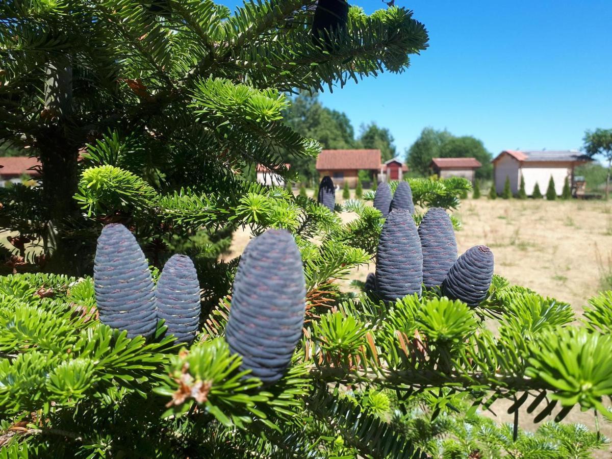 Готель Paeevatalu Camping Vilusi Екстер'єр фото